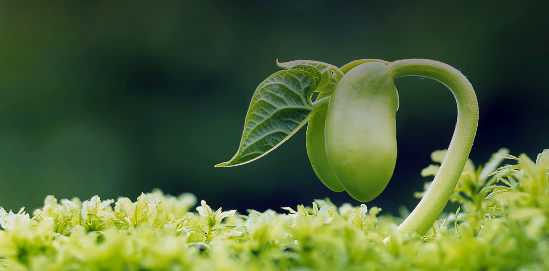 江蘇省農(nóng)用激素工程技術(shù)研究中心有限公司